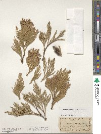 Calocedrus decurrens image