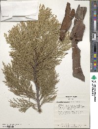 Calocedrus decurrens image