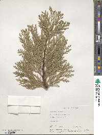 Calocedrus decurrens image