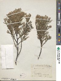 Calocedrus decurrens image