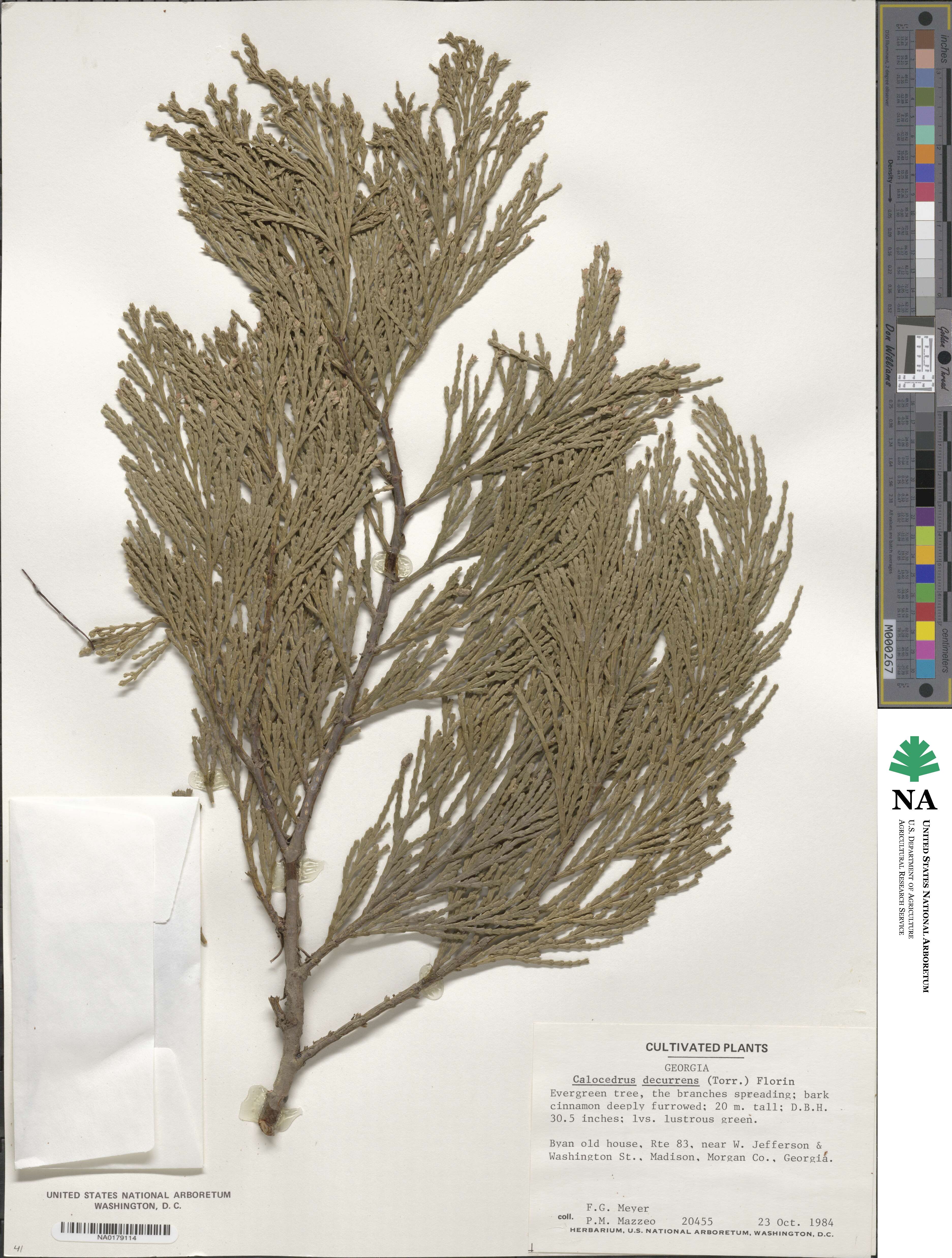Calocedrus decurrens image
