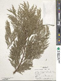 Calocedrus decurrens image