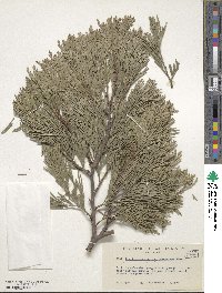 Calocedrus decurrens image