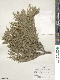 Calocedrus decurrens image