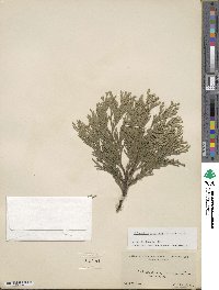 Calocedrus decurrens image