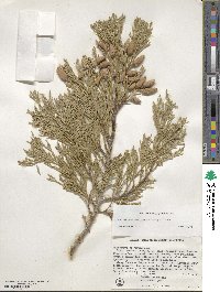 Calocedrus decurrens image