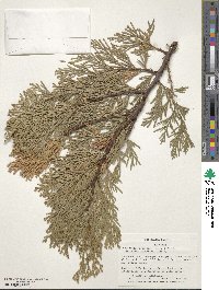 Calocedrus decurrens image