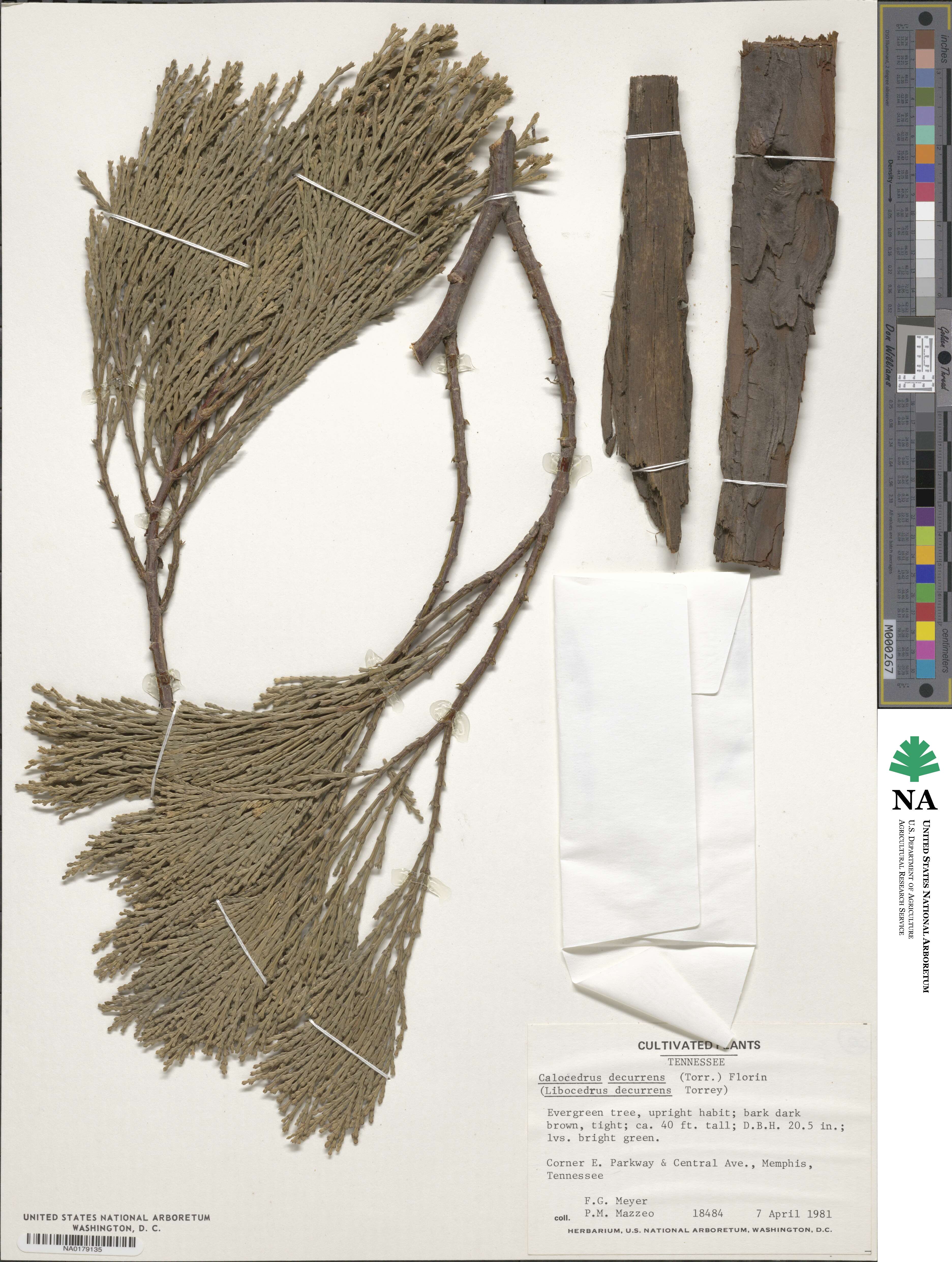 Calocedrus decurrens image