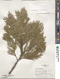 Calocedrus decurrens image