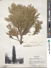 Calocedrus decurrens image