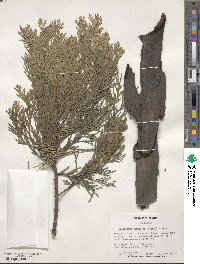 Calocedrus decurrens image