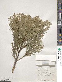 Calocedrus decurrens image