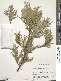 Calocedrus decurrens image