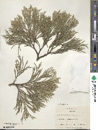 Calocedrus decurrens image