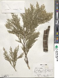 Calocedrus decurrens image