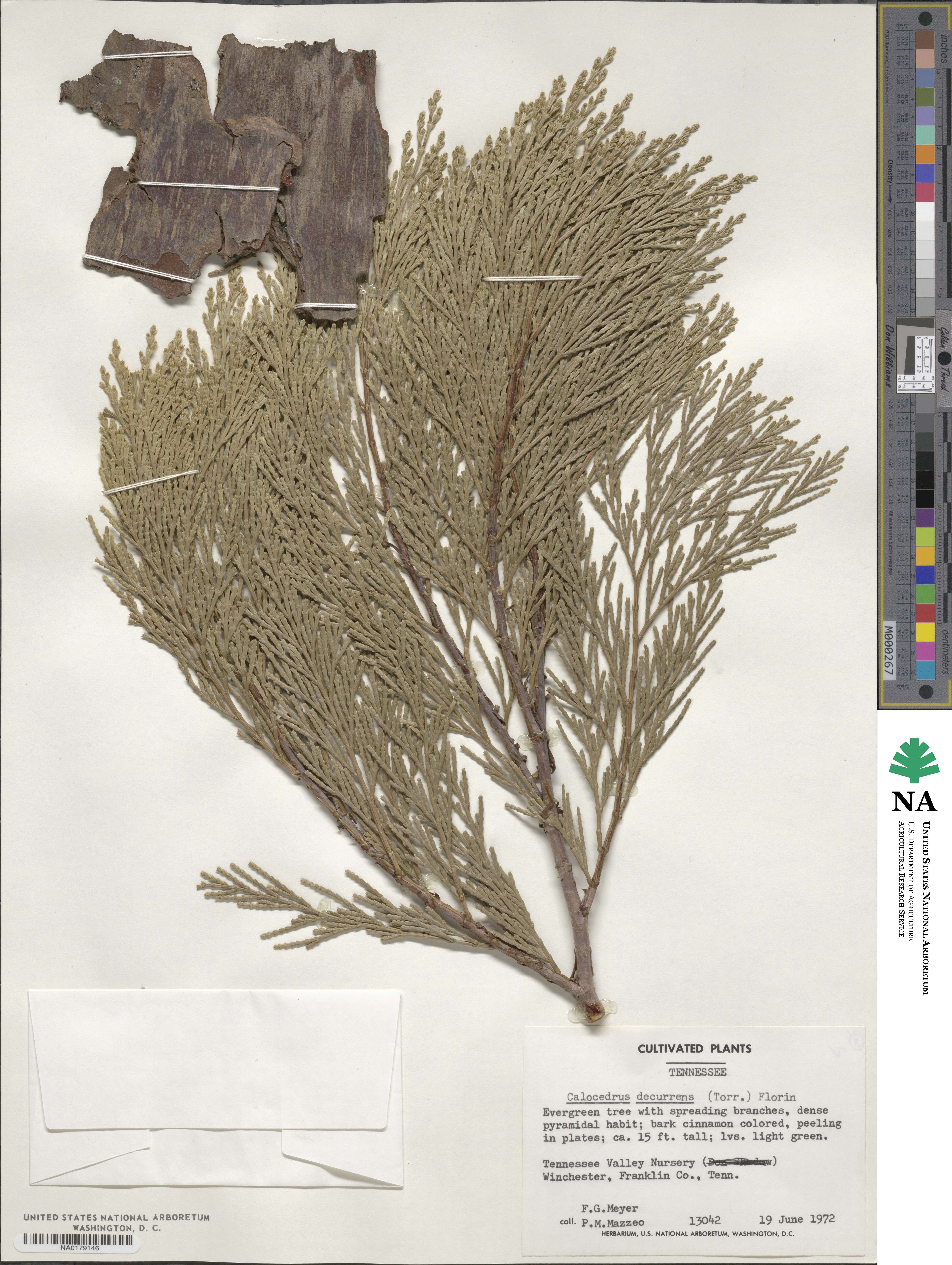 Calocedrus decurrens image