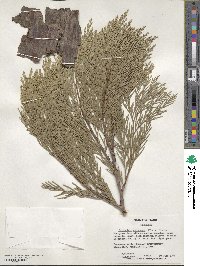 Calocedrus decurrens image