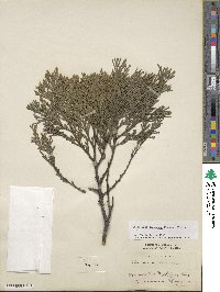 Calocedrus decurrens image