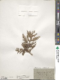 Thuja occidentalis image