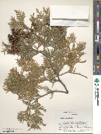 Thuja occidentalis image