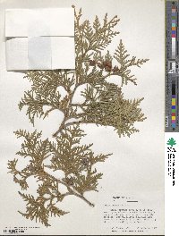 Thuja occidentalis image