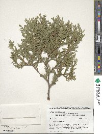 Thuja occidentalis image