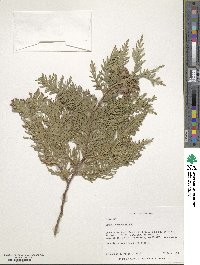 Thuja occidentalis image