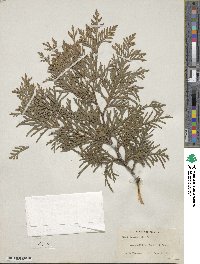 Thuja occidentalis image