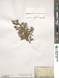 Thuja occidentalis image