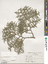 Thuja occidentalis image