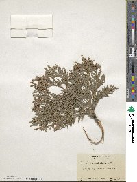 Thuja occidentalis image