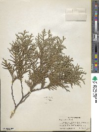 Thuja occidentalis image