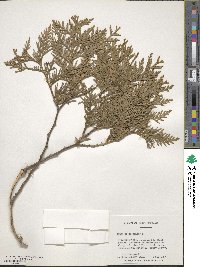 Thuja occidentalis image