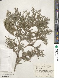 Thuja occidentalis image