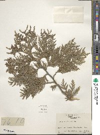 Thuja occidentalis image