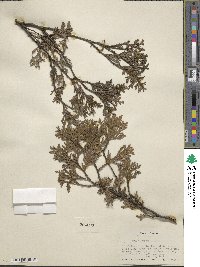 Thuja occidentalis image