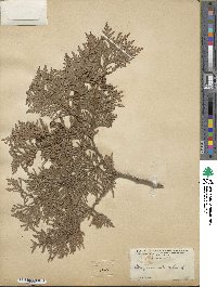 Thuja occidentalis image