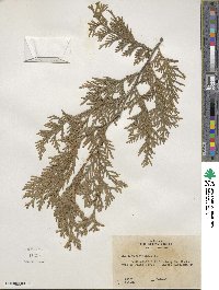 Thuja occidentalis image