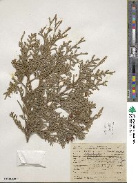 Thuja occidentalis image