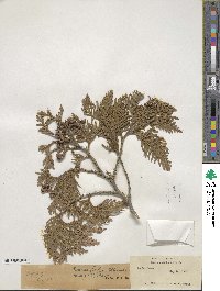 Thuja occidentalis image