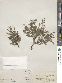 Thuja occidentalis image