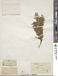 Thuja occidentalis image