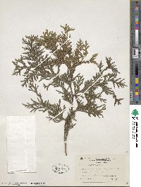 Thuja occidentalis image