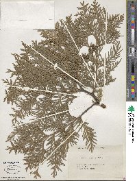 Thuja occidentalis image