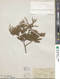 Thuja occidentalis image