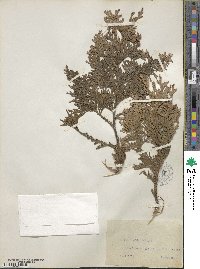 Thuja occidentalis image