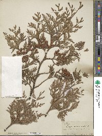 Thuja occidentalis image