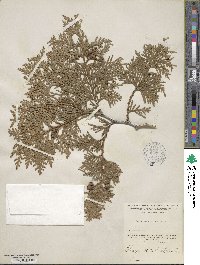 Thuja occidentalis image