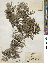 Thuja occidentalis image