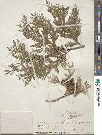 Thuja occidentalis image